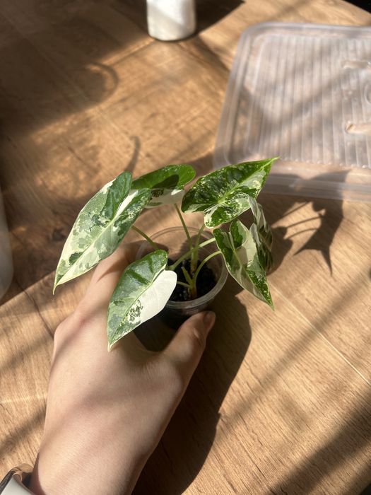 Алоказия Фрайдек Вариегатный