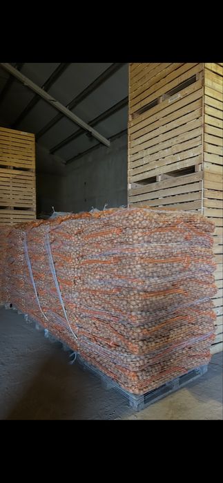 Cartofi de sămânță roșii și albi