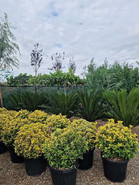 Palmier cycas, trachycarpus fortunei, chamaerops excelsa, bonsai, pon