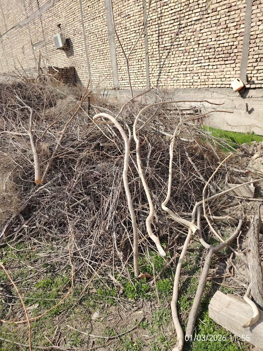 Утин, шох шабба, буталанган дарахт щохларит шохлари