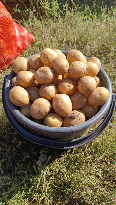Продам картошку сорт гала