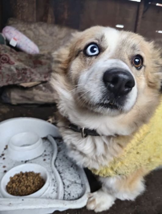 Donez -Numai pentru iubitorii adevarati de animale