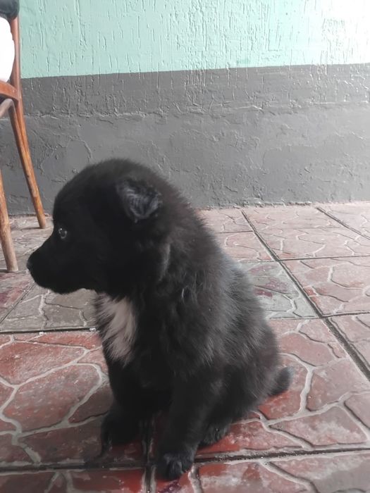 Отдам маленького щеночка