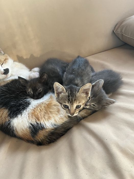 Котята двухмесячные