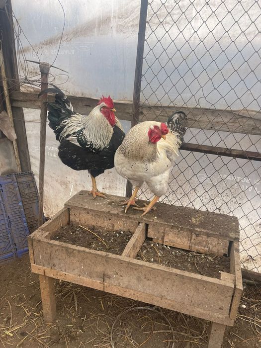 Vând găini Australorp