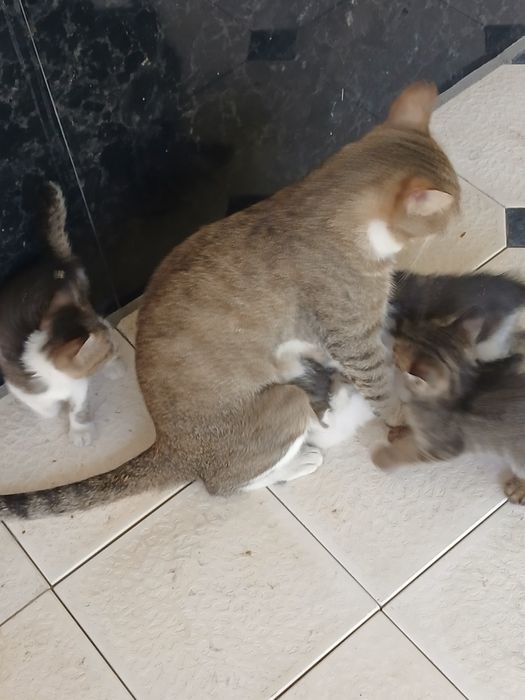 5     мушукчалар