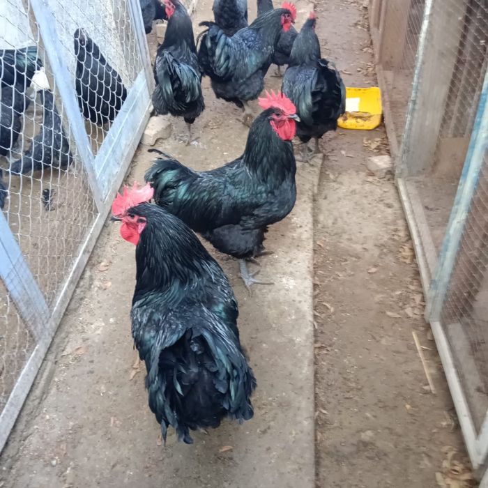 Гигант породалы жас қораздар