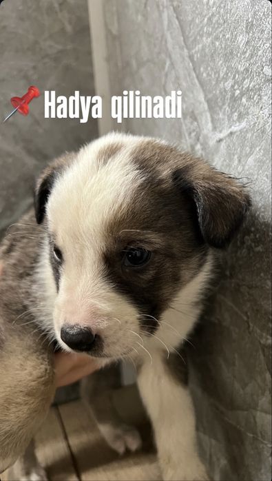 Hadiyaga kuchukchalar, Zoti aralash metis ,Nemis ovcharkasi  aralash