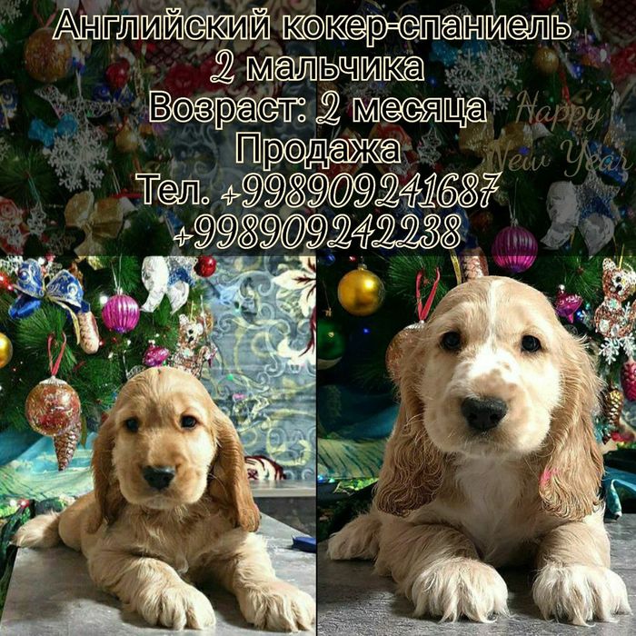 ГОТОВЫ к продаже щенки АНГЛИЙСКОГО спаниеля