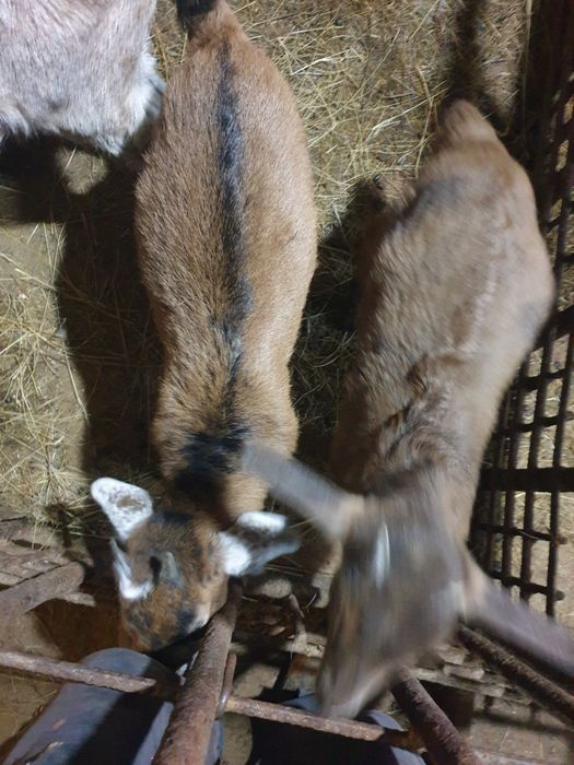 Продам козлят 2мес.