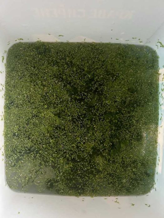 Гупи, растения за аквариум