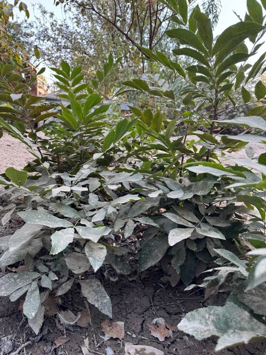 Пекан ёнғоқ кўчати сотилади - Pekan yong`oq kuchati