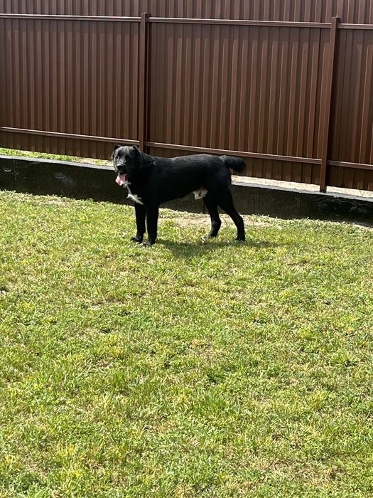 Вязка САО (Алабай)