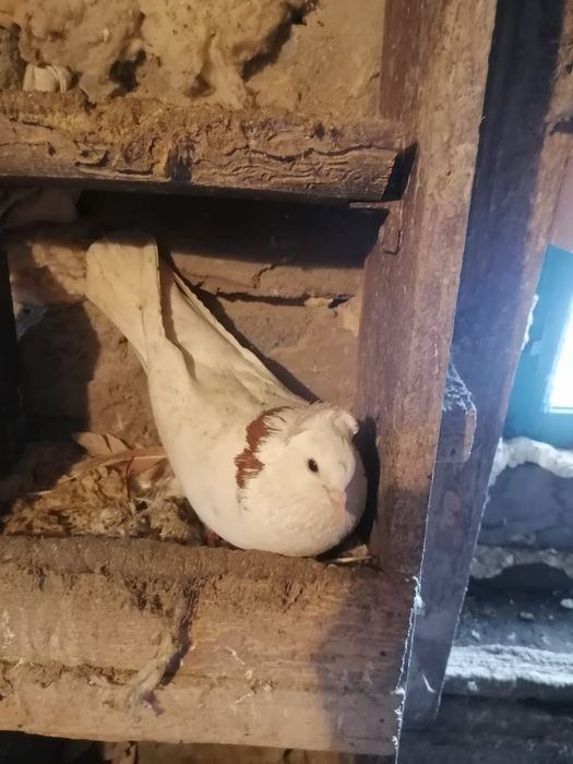 Продам домашних голубей