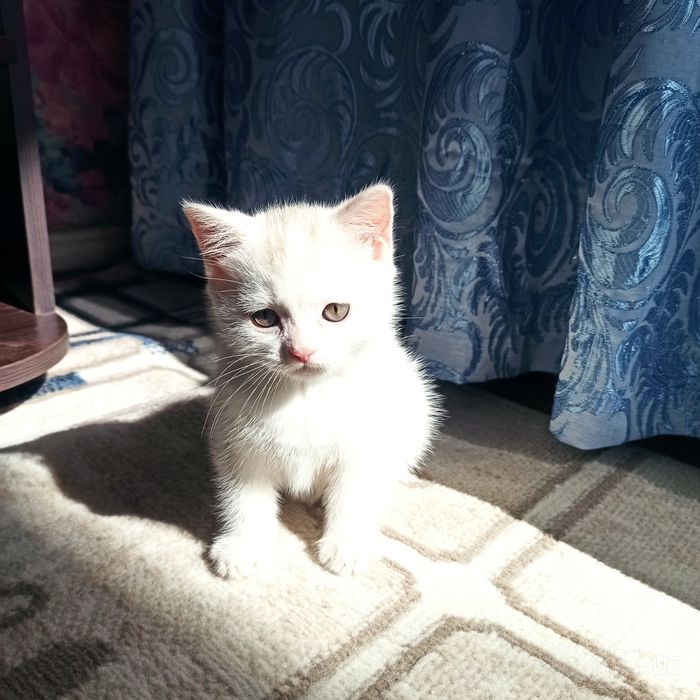 Белый Скоттиш страйт