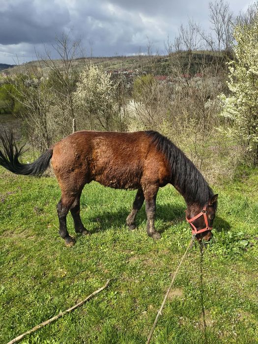 Vand mânz varsta 1 an si 4 luni