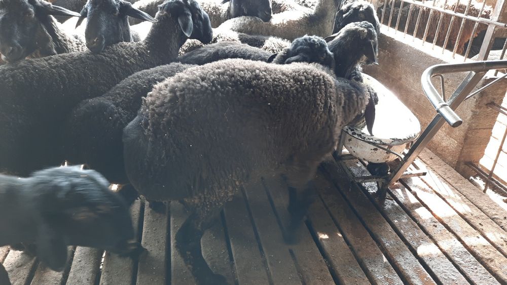 Ақиқа ва маросимлар учун тирик қўйлар