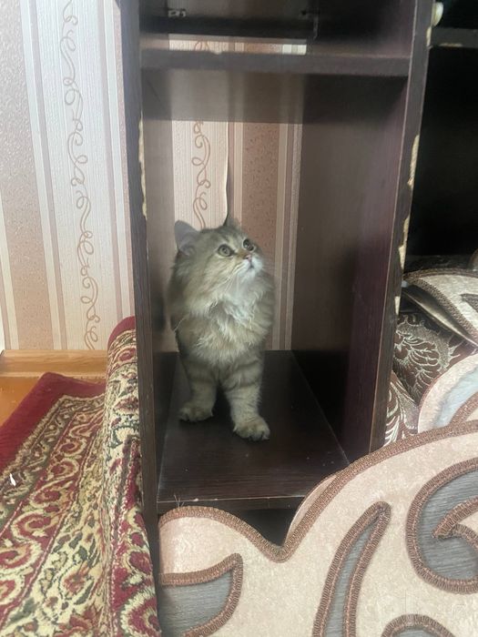 Кошки Scottish strayt