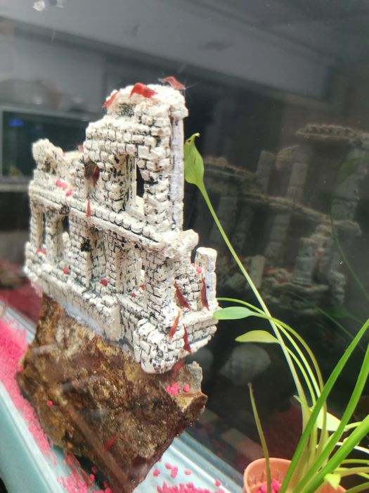 CREVEȚI RED CHERRY. Producție propie