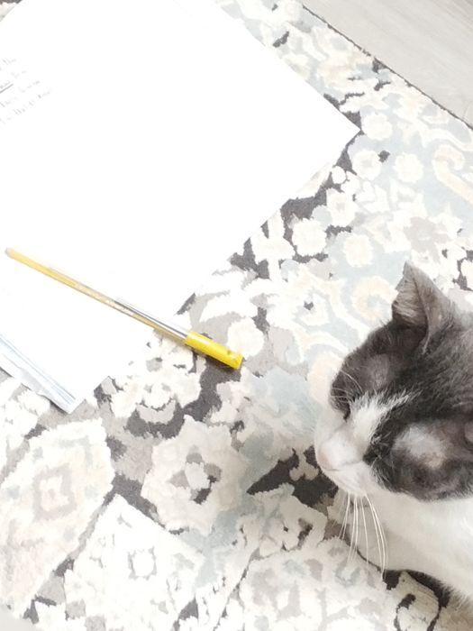 отдаем кошку в добрые руки.