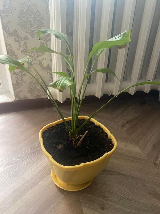 Продам цветы женское счастье