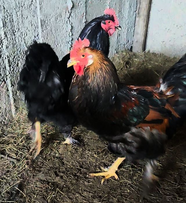 Петух Куры Кучин