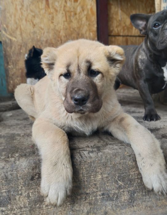 Шикарная девочка , тяж с отл родословной