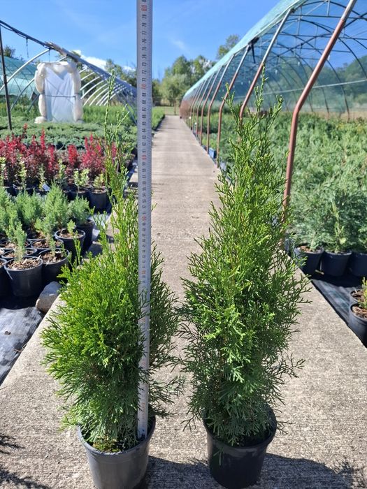 Producator vand tuia Smaragd 60-70 cm