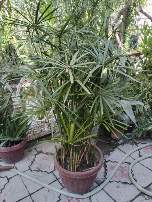 Цвети комнатные и офисные цветы