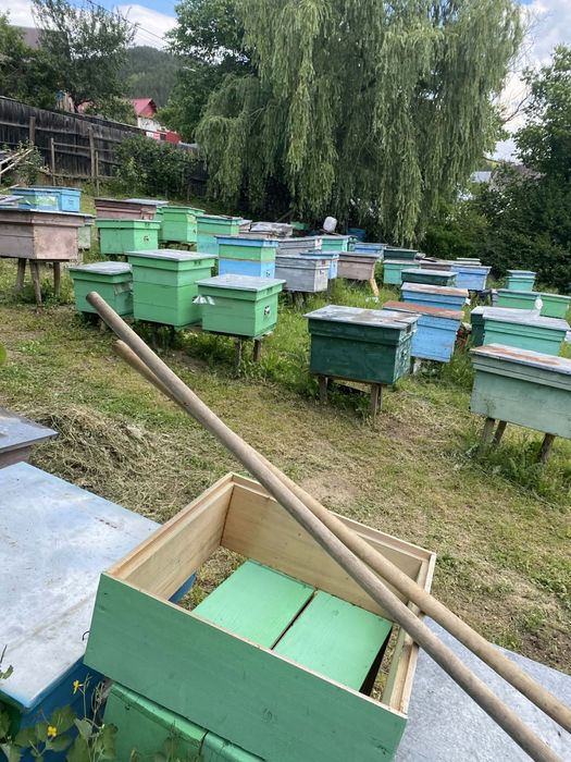 Vand stupi cu albine