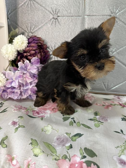 Йоркширски териер