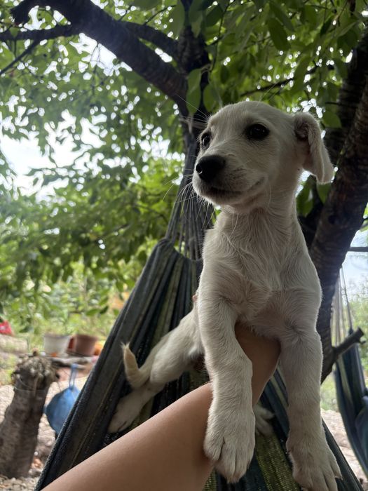Cautam casuta pentru pui de catei
