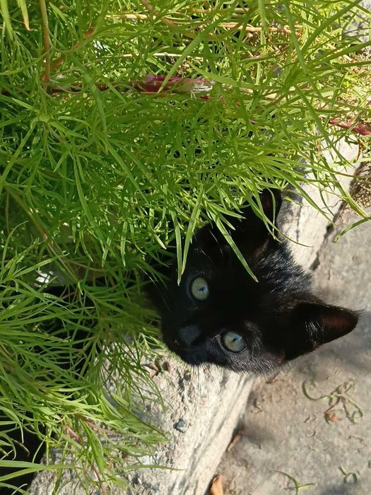 Отдам котёнка в добрые руки