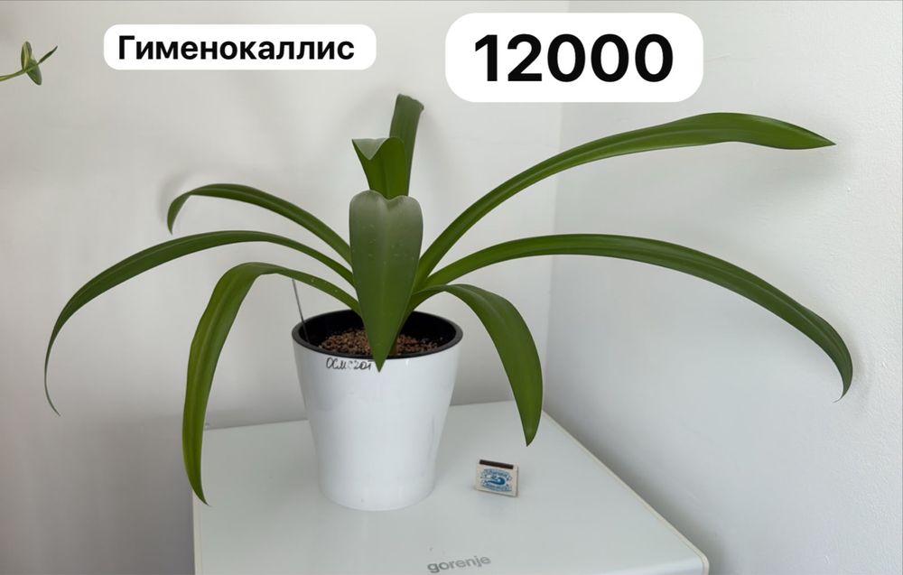 Растения комнатные