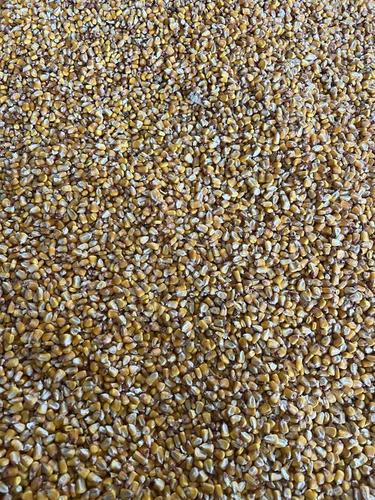 Porumb, malai, cereale. Calitatea 1