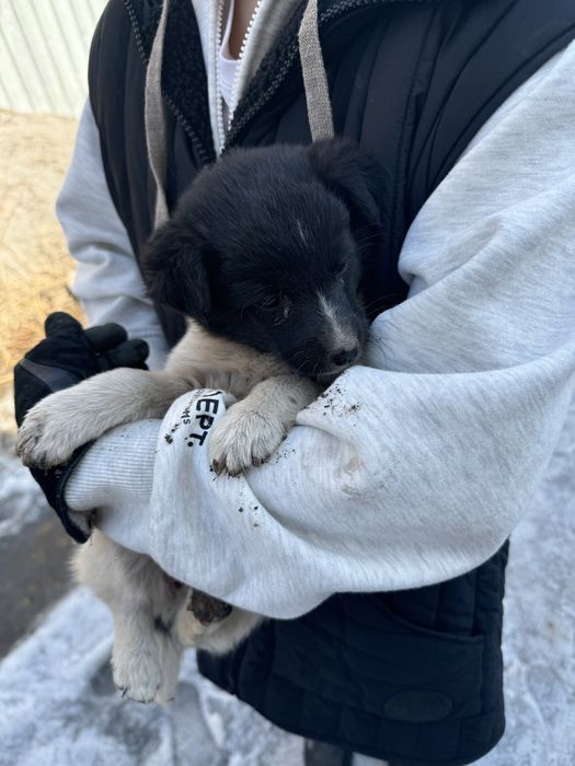 Щенки ласковые, младше месяца