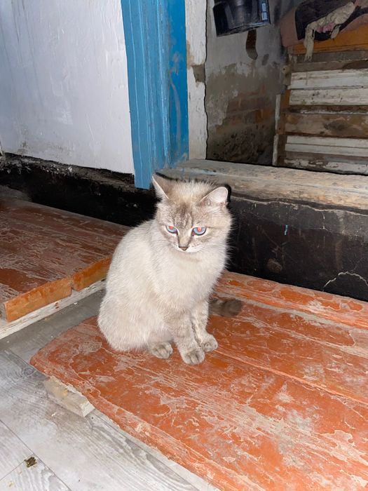 Отдам маленьких котят