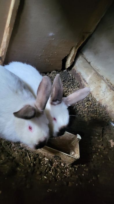 Кролики калифорния