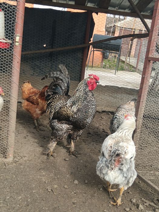 Vând Cocoș de rasă