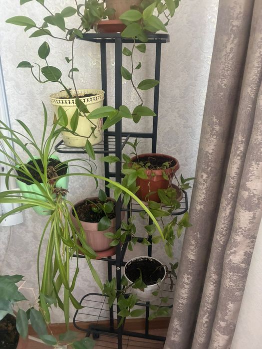 Продам живые цветы разные