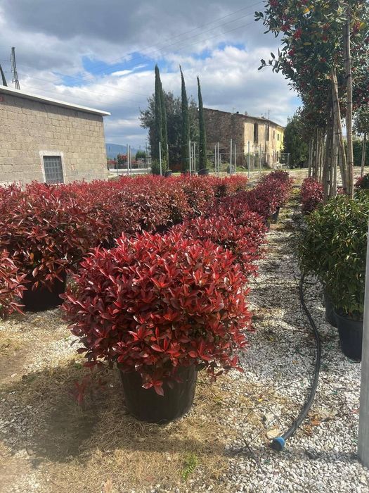 Amenajări grădini de la A la Z gazon si plante ornamentale