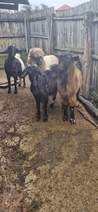 Vand 2 capre si o oaie