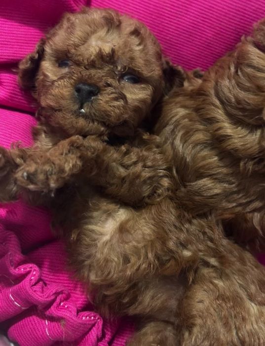 Пупсики Редбрауны 2 девочки и 1 мальчик