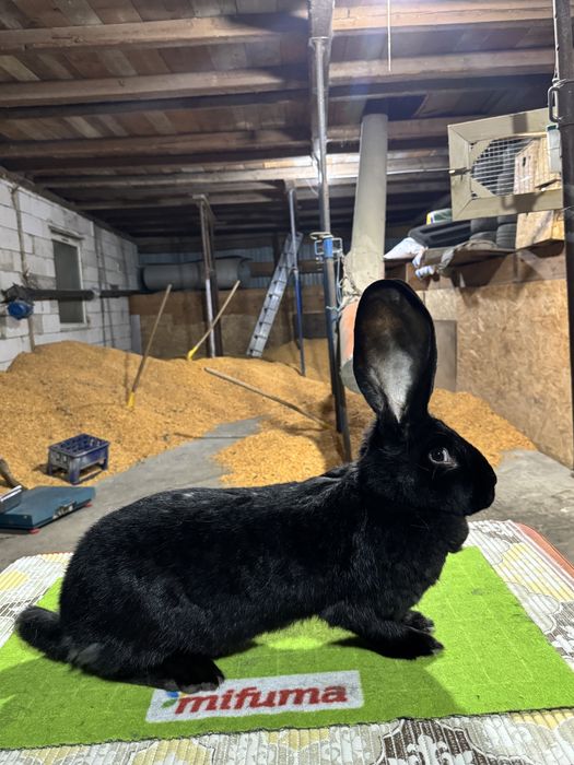 Vand femela URIAS GERMAN Negru!