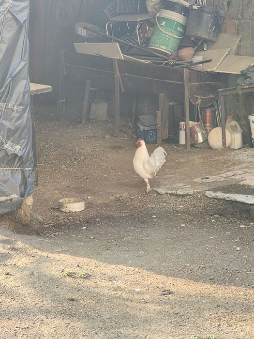 Xurozlar sotiladi 50.000 sum