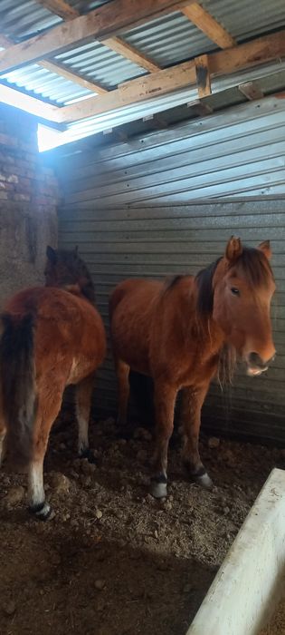 Продам бие в Кенжеколе