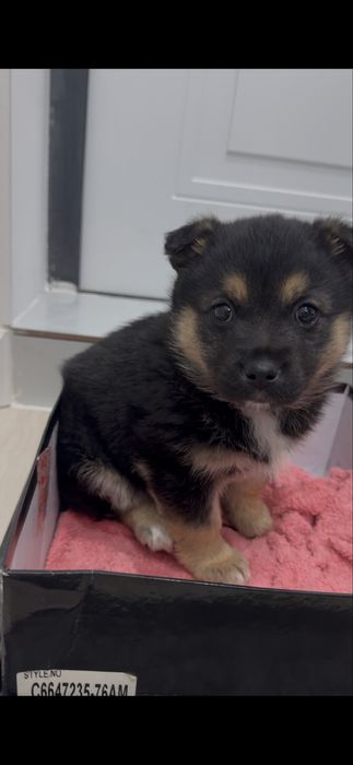 Продается щенок немецкой овчарки МАЛЬЧИК