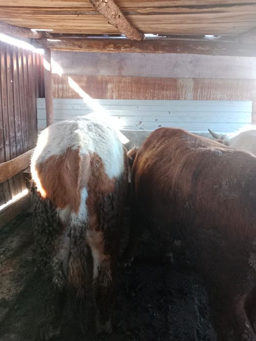 Продам упитанных бычков