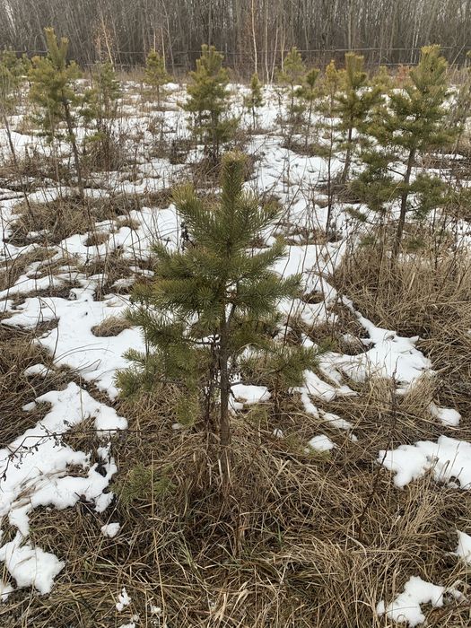 Сосна обыкновенная , продам