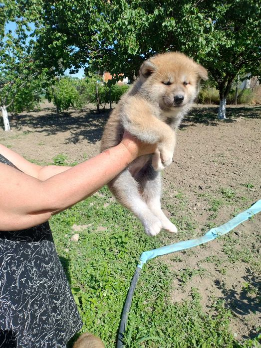 Продавам кученца акита ину